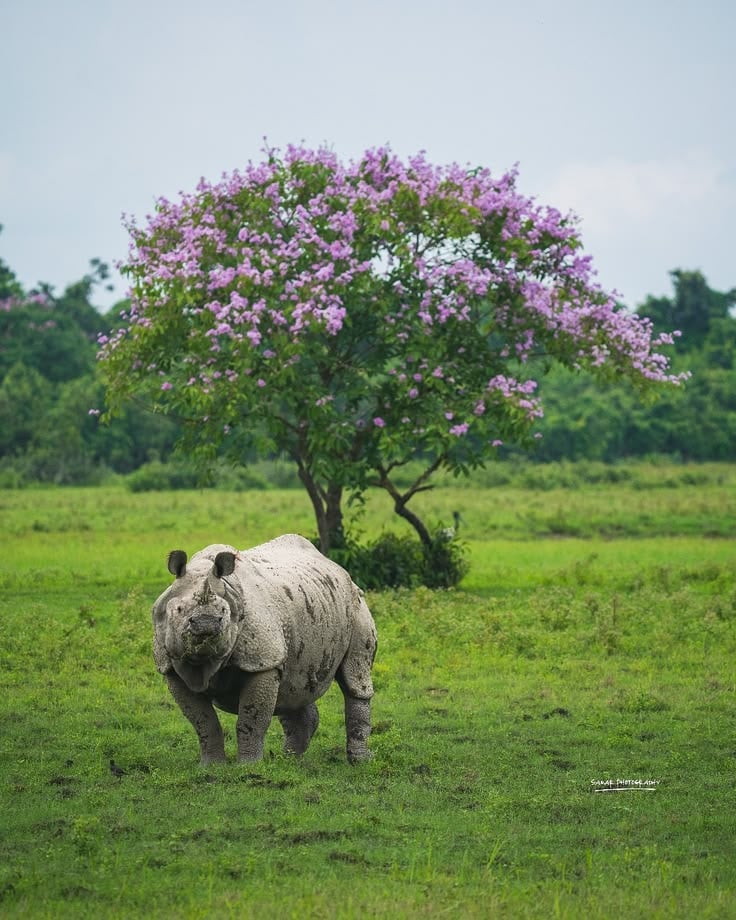 Guwahati - Meghalaya - Kaziranga